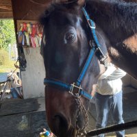 熊大馬術部　公式アカウント (@kumadai_bajutsu) 's Twitter Profile