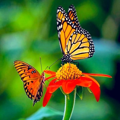 lisa_hill166's profile picture. RN, Lover of Music, Animal's, Basketball, and College Football, CricutCrafting, Family and God. Treat others like you want to be treated