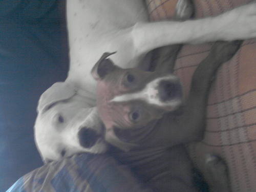 Very social, caring, open-minded, dogos amstaff, dogo and pitbull fan
