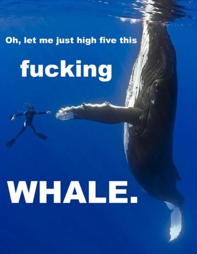 sfbtin's profile picture. 