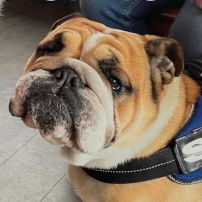 My name is Sid, I am a bulldog living in Kent with my 2 humans and cat brother. I love ham, cheese, sausages, chewing stuff and lots of fuss