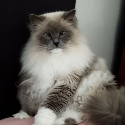 Stoja1979's profile picture. Make everyday a day to learn something new!

catlover /game-nerd /fighting for justice/