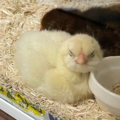 鶏🐓飼い初心者🔰
卵から孵して手探り状態💦
ご指導、ご鞭撻お願いします🐣