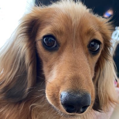 mimihorohoro1's profile picture. ミニチュアダックスカレンのママです