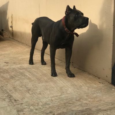 We breed , import And preserve the values of the Canecorso