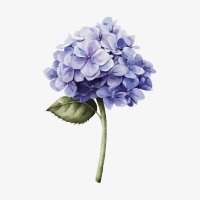ไฮเดรนเยีย🖤💙🫧 (@hydrangeaxbbb) 's Twitter Profile