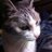 umezu211's profile image