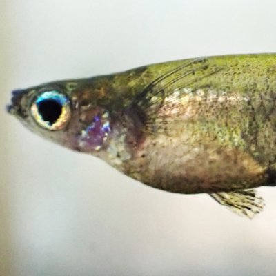 uebensis's profile picture. Researcher studying an Indonesian medaka fish, O. celebensis, which can change body coloration rapidly