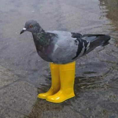 Just a $pigeon in yellow boots https://t.co/bdGSLNGUmb