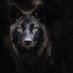 Black_Wolf_twee (@black_wolf_twee) Twitter profile photo Black_Wolf_twee (@black_wolf_twee) Twitter profile photo