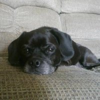 ed (@botwithabeard) 's Twitter Profile