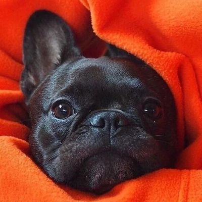 Welcome to @frenchbulldog lovers club. We share daily #frenchbulldog contents.Follow us if you really love frenchbulldog