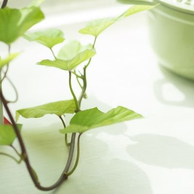 vegan勉強中 動物と自然好き エシカルヴィーガンになる予定
今は菜食とヴィーガンのものを生活用品にしてて大体ヴィーガンかもしれない
基本的に自炊水筒、ゴミ出さない生活を努力する(水筒ばかりでほとんどペットボトル買わない、酒飲まないのでアルミ缶もでない、ものも必要以上に買わないようにしてる)