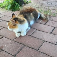 ゆずり@本好き (@yu_zur_i52) 's Twitter Profile