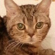 みう🐈インデックス投資📊仮想通貨📈 (@miu3abc) 's Twitter Profile