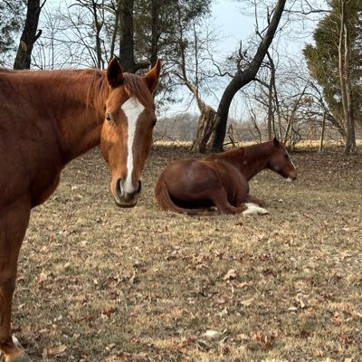 thoroughbred enthusiast, dog mom, cat wrangler … feral wife.