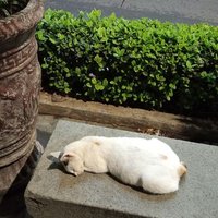 tukang ngopi. (@scrttalkss) 's Twitter Profile