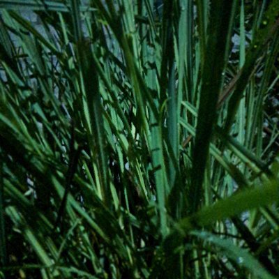 ujangsanjaya7's profile picture. something different may be we do it now although its no easy but  must try...