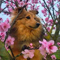 Peppermint Patty(@SheltiePepper) 's Twitter Profile Photo