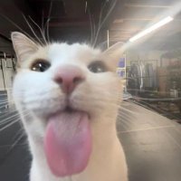 salma (@loonaced) 's Twitter Profile