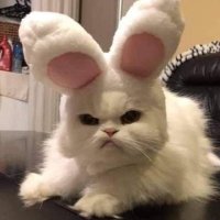 여보♡︎ (@_imxrxxe) 's Twitter Profile