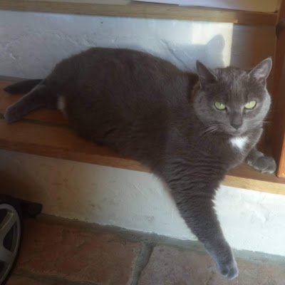 nicolasvan86206's profile picture. 