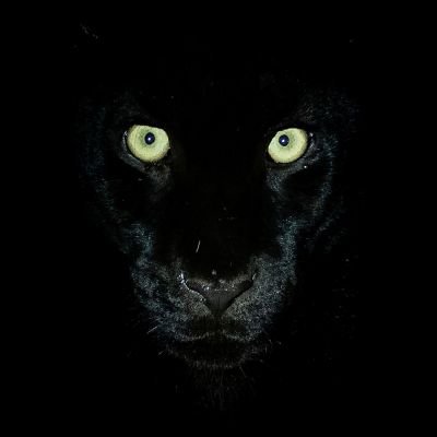 This Dark Cat Sees You. Indigenous. 🚫NO MAGA!🚫 Time To Wake Up. 👁️👁️