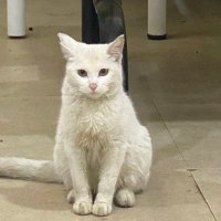 龙之介 (@gxtimer) 's Twitter Profile