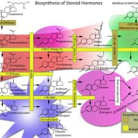 Medicinal Endobiome(@EndoMedChem) 's Twitter Profile Photo