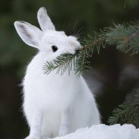 Snowshoe Hare (@snowshoehare11) 's Twitter Profile