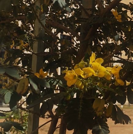 Sizh2T's profile picture. 