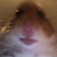 $Hami (@hamicoinsol) 's Twitter Profile Photo $Hami (@hamicoinsol) 's Twitter Profile Photo