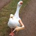 Willa the Goose (@SillyGooseFacts) Twitter profile photo