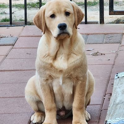 Looking for a Labrador pup that is already trained?  We sell started trained Labrador Retriever family companion puppies.  Located in Huntingdon, Tennessee.