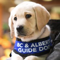 Alberta Guide Dogs(@ABGuideDogs) 's Twitter Profile Photo