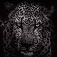 Cai (@fitzone20) 's Twitter Profile