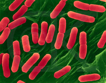 Working as a microbiologist