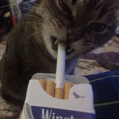 cigarette cat