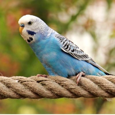 🆘 🇨🇦⚜️🆘 🩸Pure Blood🩸 👉AntiWoke👈🦜 Budgie 17 qui renaît de ses cendres @Budgie1717🦜BOOMER de nom seulement 👒 MAGA ❤️🦅🇺🇸🇺🇸🇺🇸🦅❤️ ☀️NCSWIC ☀️