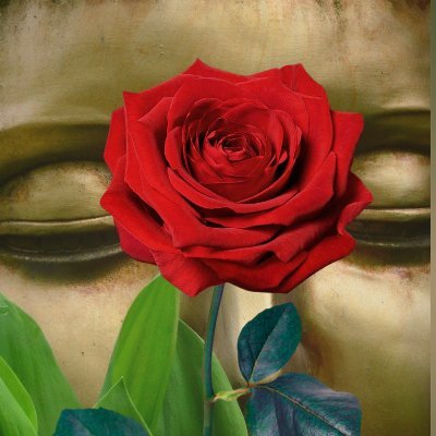 Everyday Products for Zen Meditation, Affirmation, Manifestation & Love. Get The Perfect Gift Bundle, A Book & A Matching Pillow! https://t.co/WI59LoxhXg