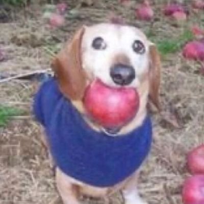 zerophem's profile picture. This dock is holding an April🍎  in its Melt