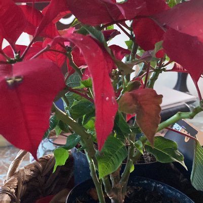 jorgeingma's profile picture. cultivos