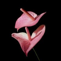 ♏️ (@ghadeer561_) 's Twitter Profile