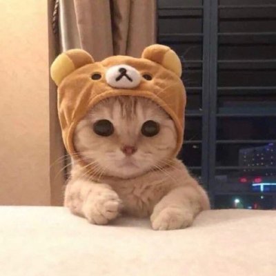 First ever image of a Catwifhat posted on X in Nov 2019. This is the OG #Catwifhat