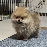 こむぎくんの日常 (@z8mjk5fknxcrcea) 's Twitter Profile