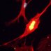 The Reyes Lab (@reyes_lab) Twitter profile photo The Reyes Lab (@reyes_lab) Twitter profile photo