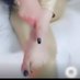 الملكه مهره العرب (@mistressmohra10) Twitter profile photo الملكه مهره العرب (@mistressmohra10) Twitter profile photo