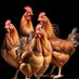 Mrfreshchook (@mrfr3shchook) Twitter profile photo Mrfreshchook (@mrfr3shchook) Twitter profile photo