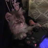 فاطمة رجب ميكماجوميدوفا والنعم (@mkmgdva) Twitter profile photo