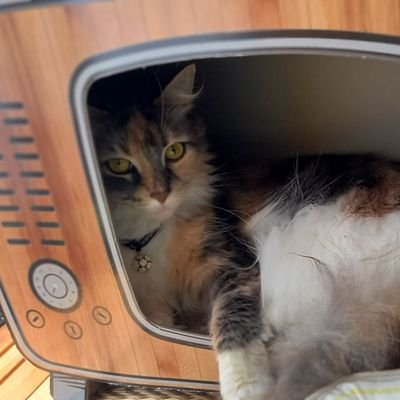 Name65077226's profile picture. Sky、第5人格、コナン、ポケモンなどなど お絵描き・趣味垢
最近マダミス・TRPGにはまってます！
中身はレンです